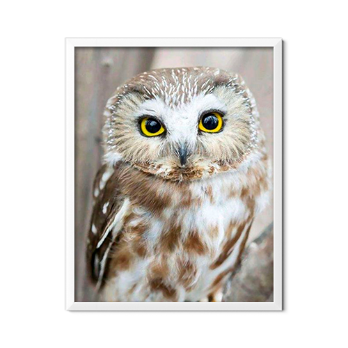Owl Portrait