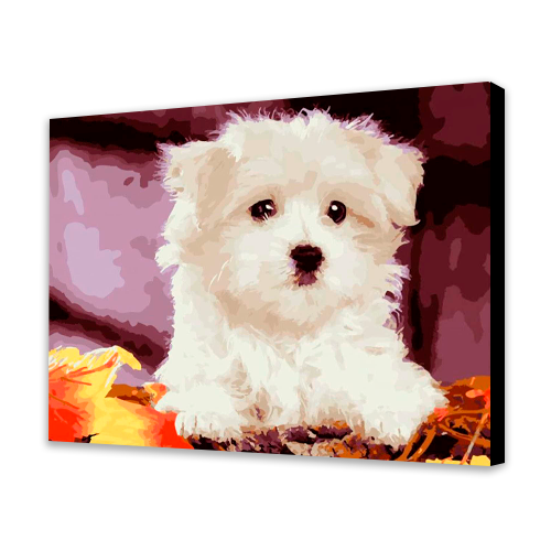 Cute White Puppy